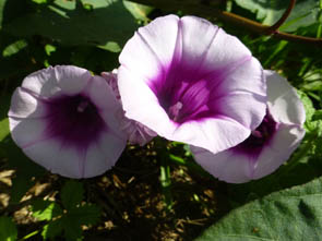 Ipomoea batatas